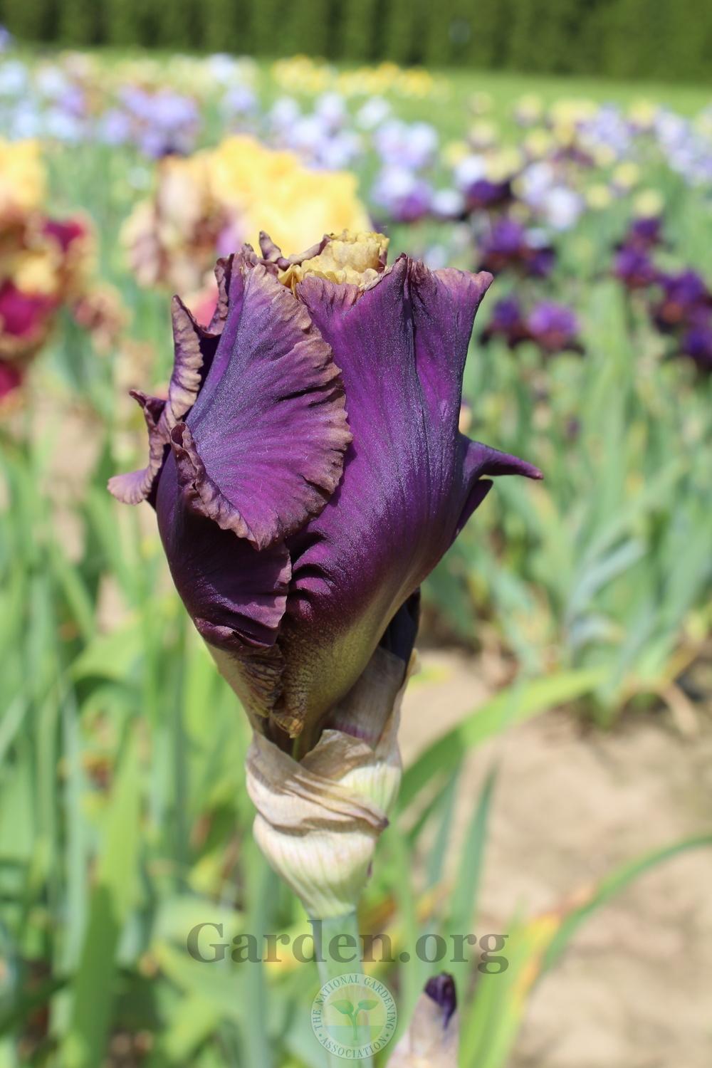 Photo of Tall Bearded Iris (Iris 'Deal or No Deal') uploaded by HighdesertNiki