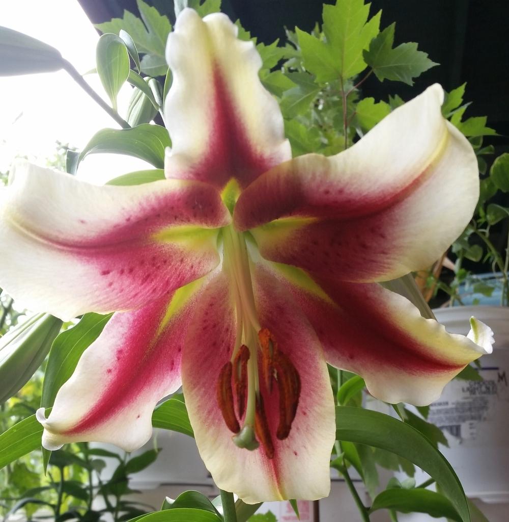 Photo of Lilies (Lilium) uploaded by QueenDreama