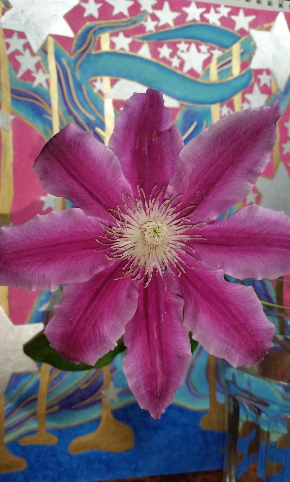 Photo of Clematis uploaded by QueenDreama