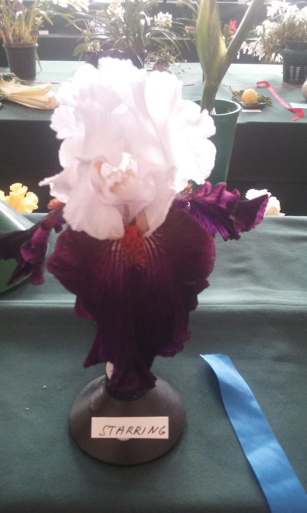 Photo of Tall Bearded Iris (Iris 'Starring') uploaded by gwhizz