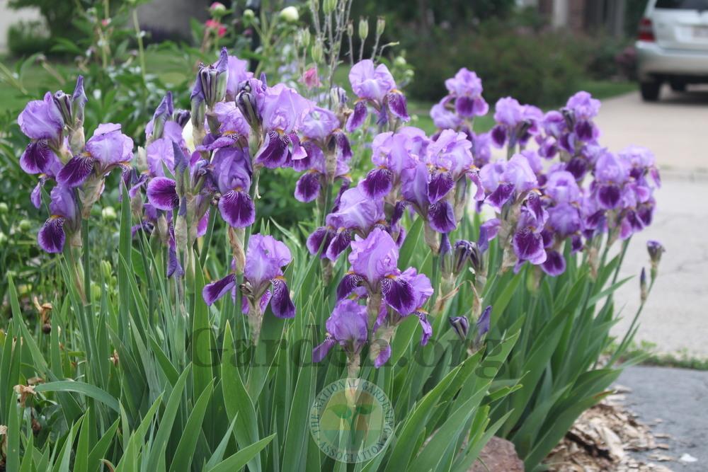 Photo of Tall Bearded Iris (Iris 'Monsignor') uploaded by sgardener