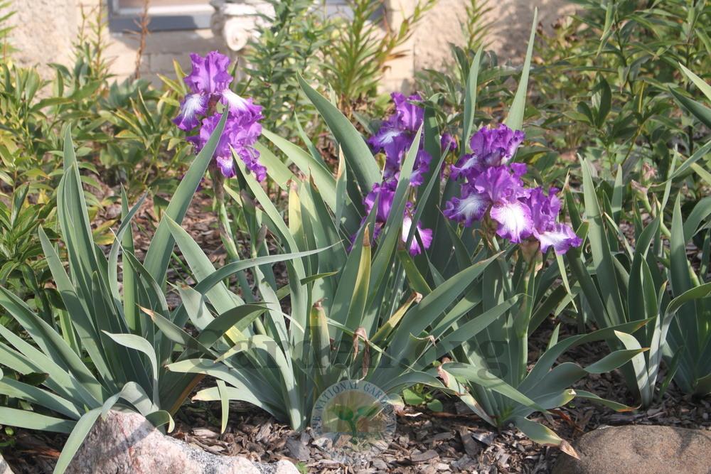 Photo of Tall Bearded Iris (Iris 'Bountiful Harvest') uploaded by sgardener