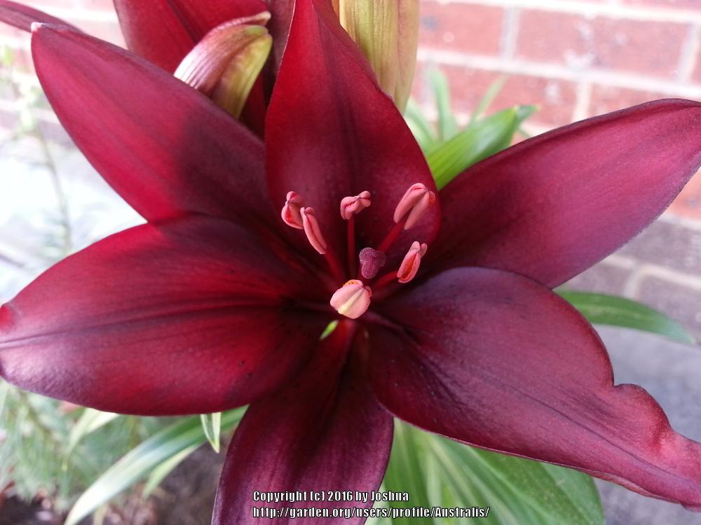 Photo of Lily (Lilium 'Mapira') uploaded by Australis