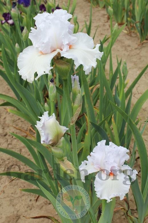 Photo of Tall Bearded Iris (Iris 'Fire and Ice') uploaded by HighdesertNiki