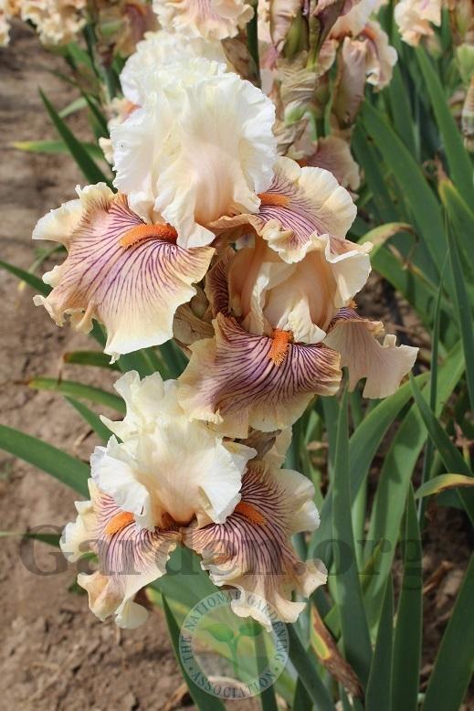 Photo of Tall Bearded Iris (Iris 'Escape from Boredom') uploaded by HighdesertNiki
