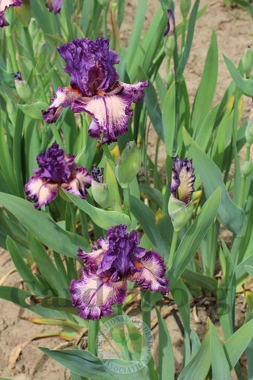 Photo of Tall Bearded Iris (Iris 'Etcetera') uploaded by HighdesertNiki