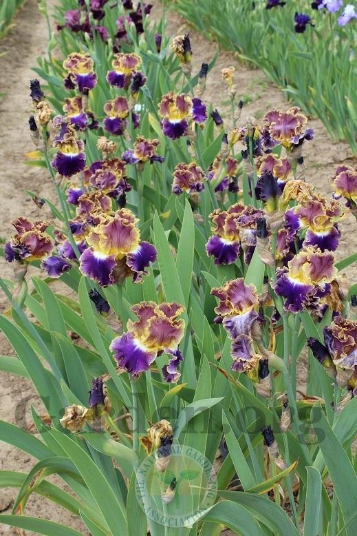 Photo of Tall Bearded Iris (Iris 'Fancy Ideas') uploaded by HighdesertNiki