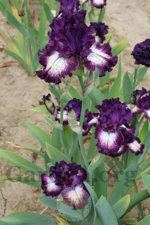 Photo of Tall Bearded Iris (Iris 'First Pick') uploaded by HighdesertNiki