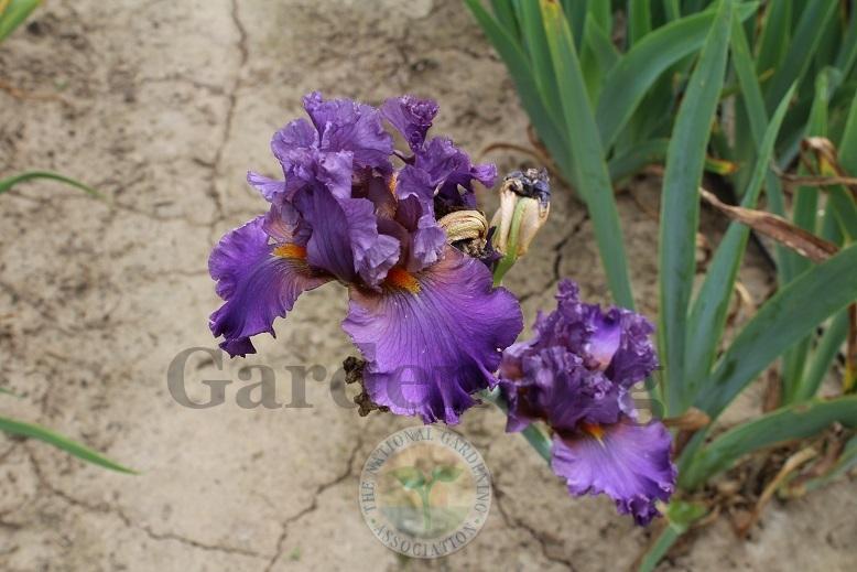 Photo of Tall Bearded Iris (Iris 'Fine Fixin's') uploaded by HighdesertNiki