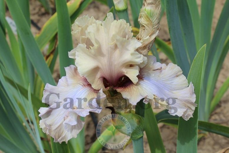 Photo of Tall Bearded Iris (Iris 'Enter the Dragon') uploaded by HighdesertNiki