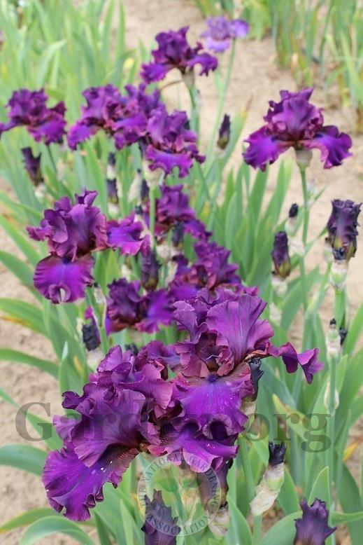 Photo of Tall Bearded Iris (Iris 'Feast of Kings') uploaded by HighdesertNiki