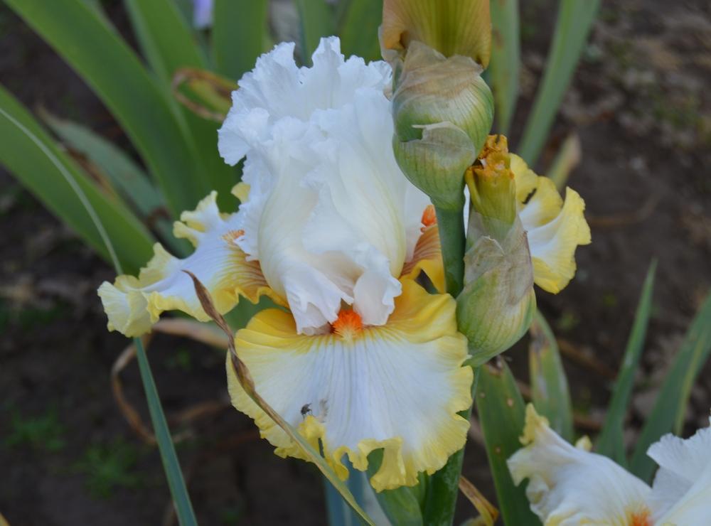 Photo of Tall Bearded Iris (Iris 'Heart of Dreams') uploaded by KentPfeiffer