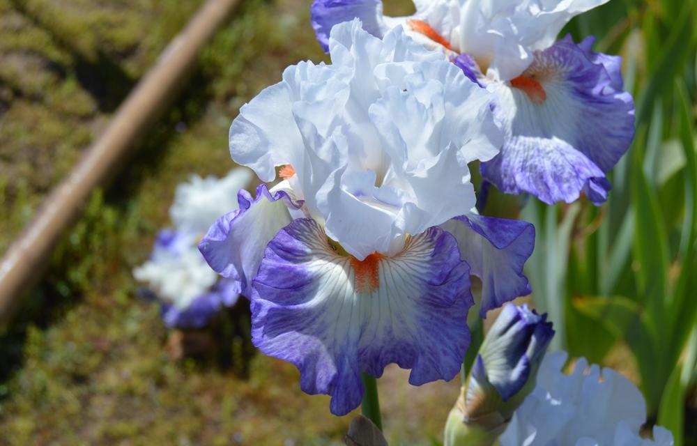 Photo of Tall Bearded Iris (Iris 'Hidden Kisses') uploaded by KentPfeiffer