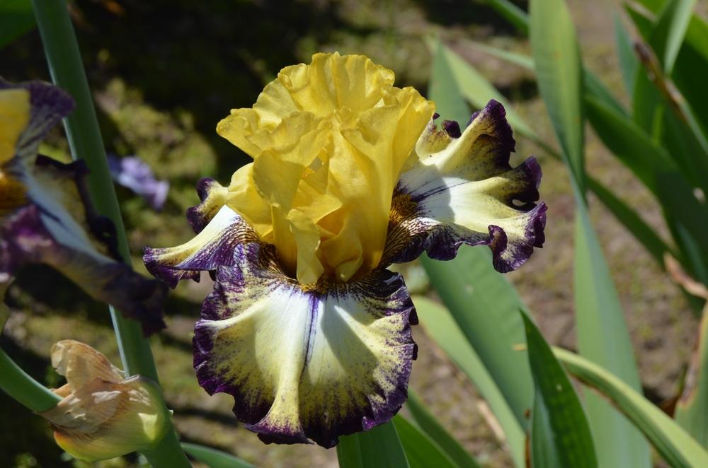 Photo of Tall Bearded Iris (Iris 'High Desert') uploaded by KentPfeiffer