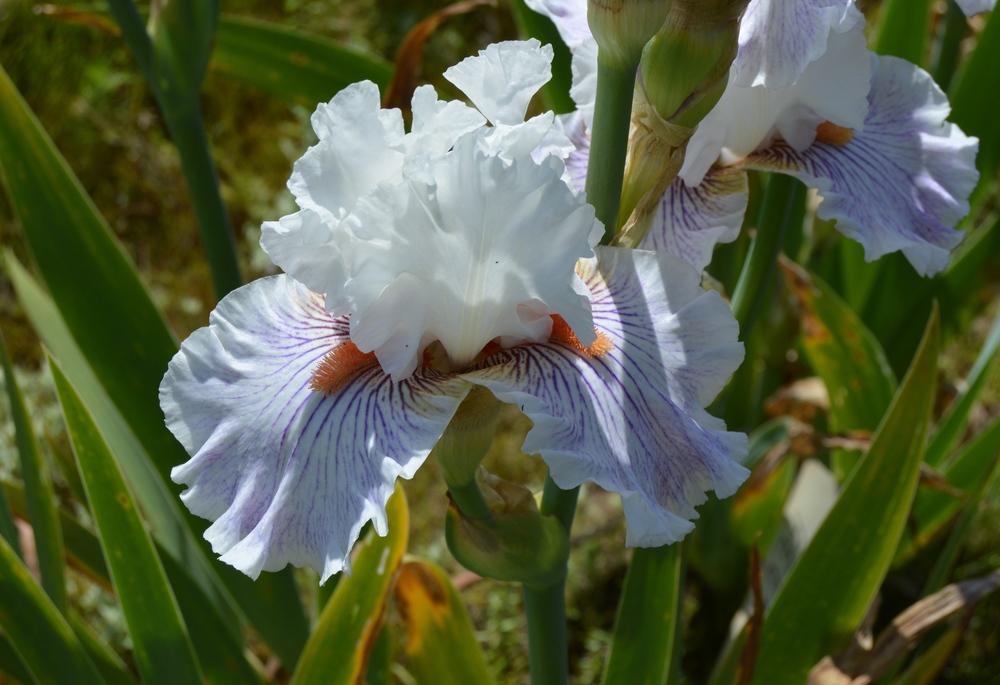 Photo of Tall Bearded Iris (Iris 'Hysteria') uploaded by KentPfeiffer