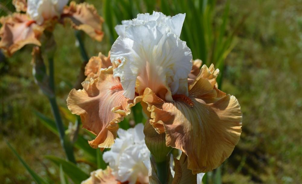 Photo of Tall Bearded Iris (Iris 'Ginger Ice') uploaded by KentPfeiffer