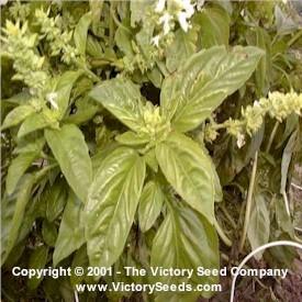Photo of Sweet Basil (Ocimum basilicum) uploaded by Lalambchop1