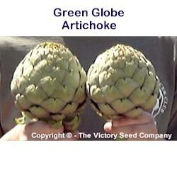Photo of Globe Artichoke (Cynara scolymus 'Green Globe') uploaded by Lalambchop1