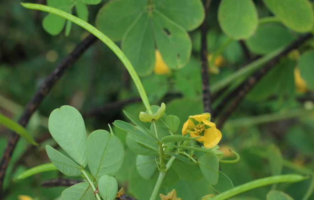 Photo of Sicklepod (Senna obtusifolia) uploaded by dave