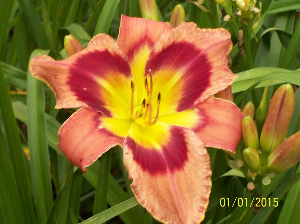 Photo of Daylily (Hemerocallis 'Carnival in Mexico') uploaded by hillbilly