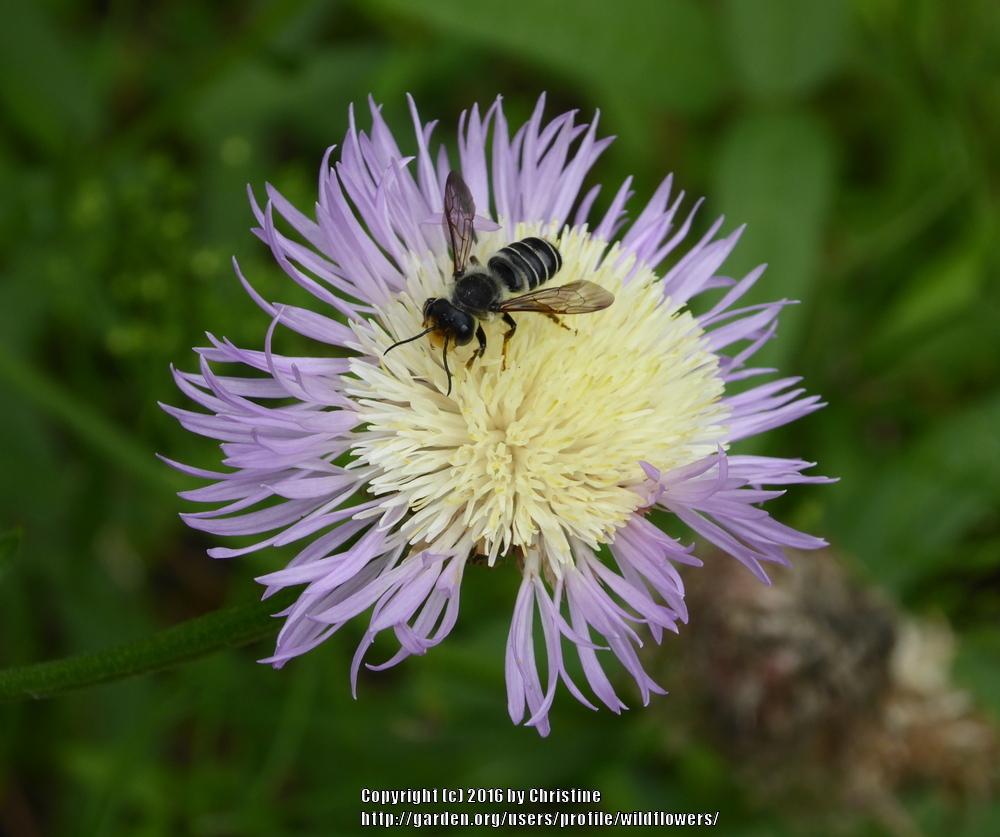 Photo of American Basket-Flower (Plectocephalus americanus) uploaded by wildflowers