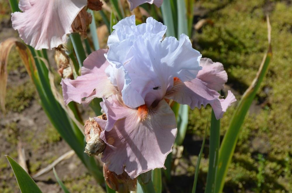 Photo of Border Bearded Iris (Iris 'Infatuate') uploaded by KentPfeiffer
