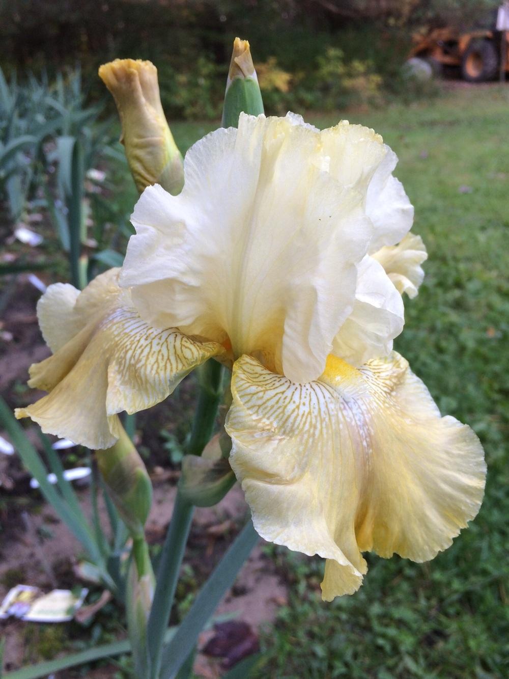 Photo of Tall Bearded Iris (Iris 'Again and Again') uploaded by Lbsmitty