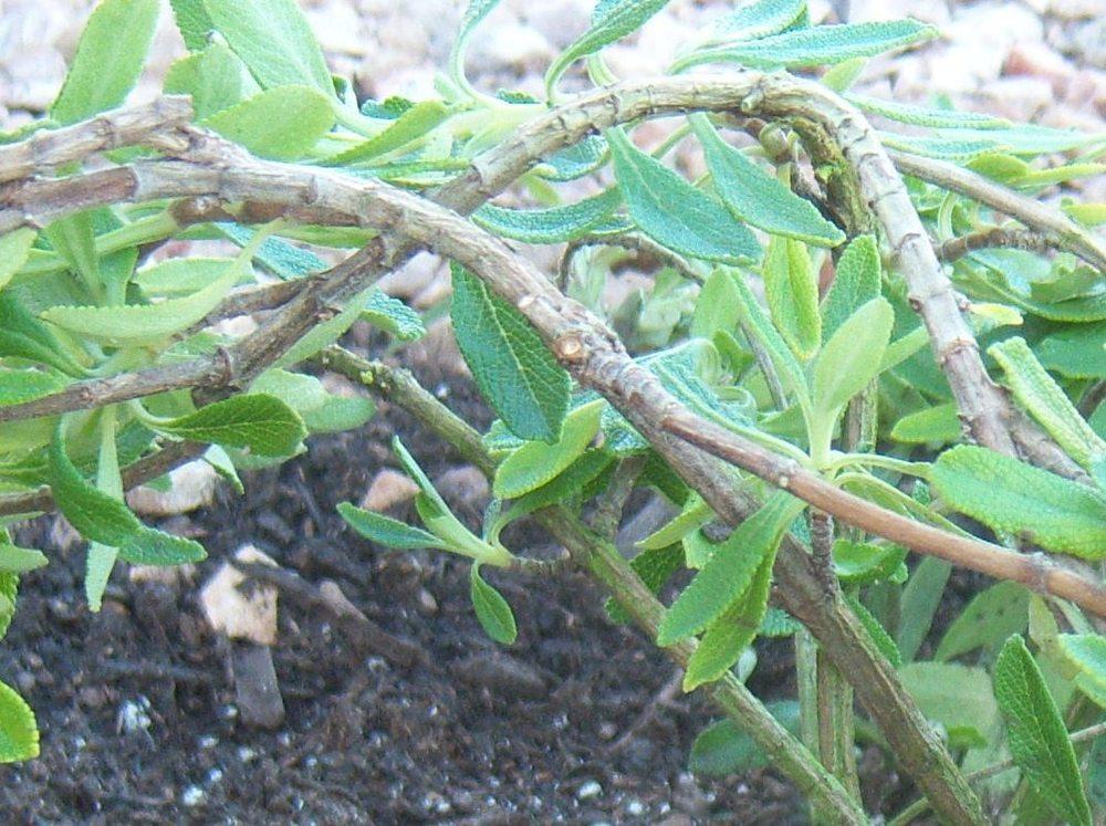 Photo of Black Sage (Salvia mellifera 'Terra Seca') uploaded by cocoajuno