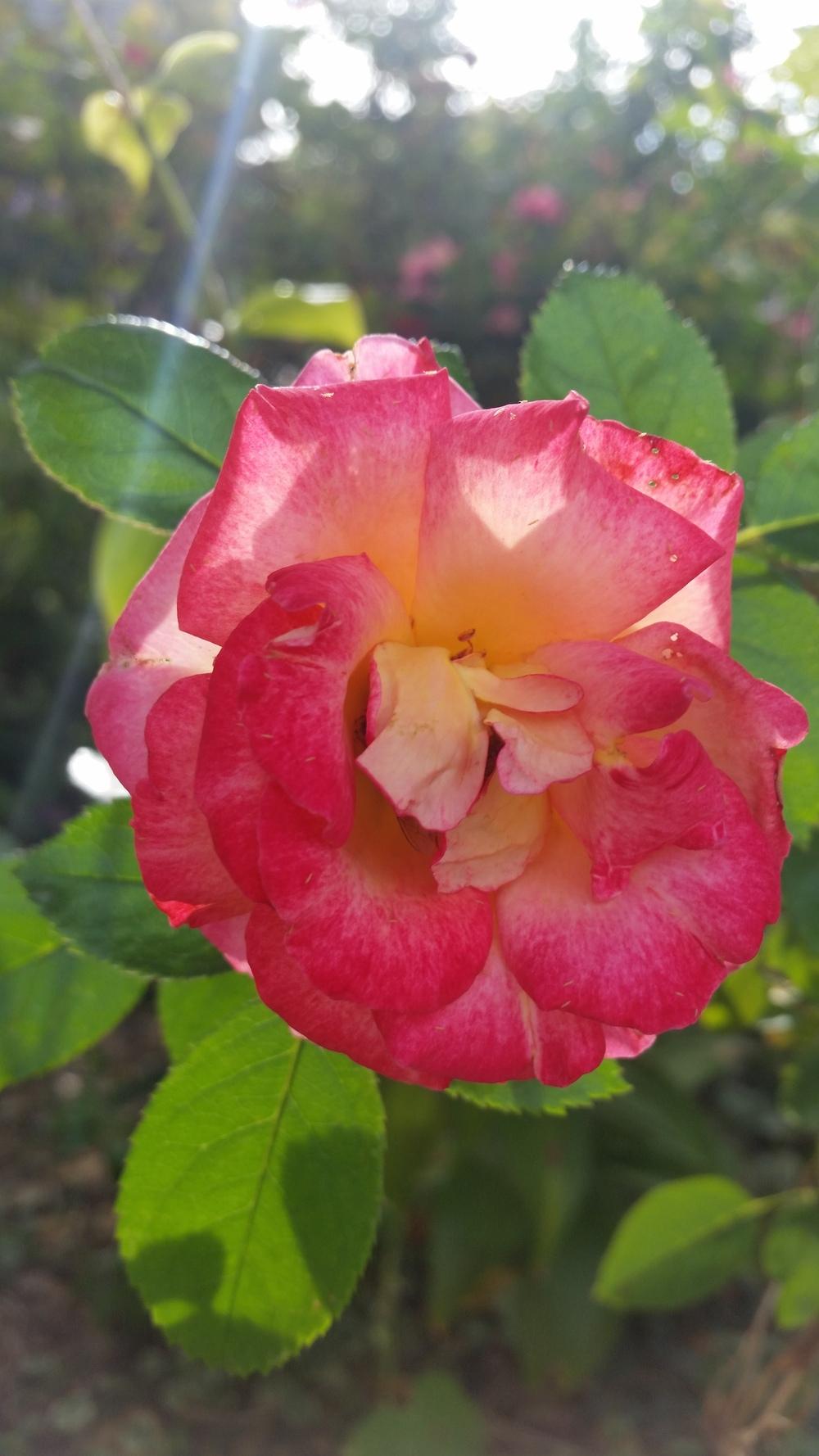 Photo of Rose (Rosa 'Dick Clark') uploaded by javaMom