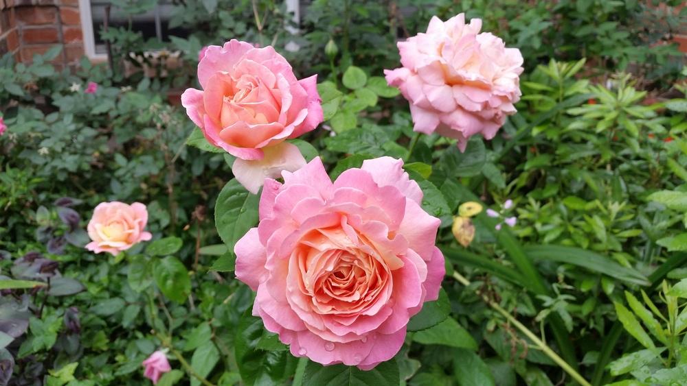 Photo of Rose (Rosa 'Chicago Peace') uploaded by javaMom