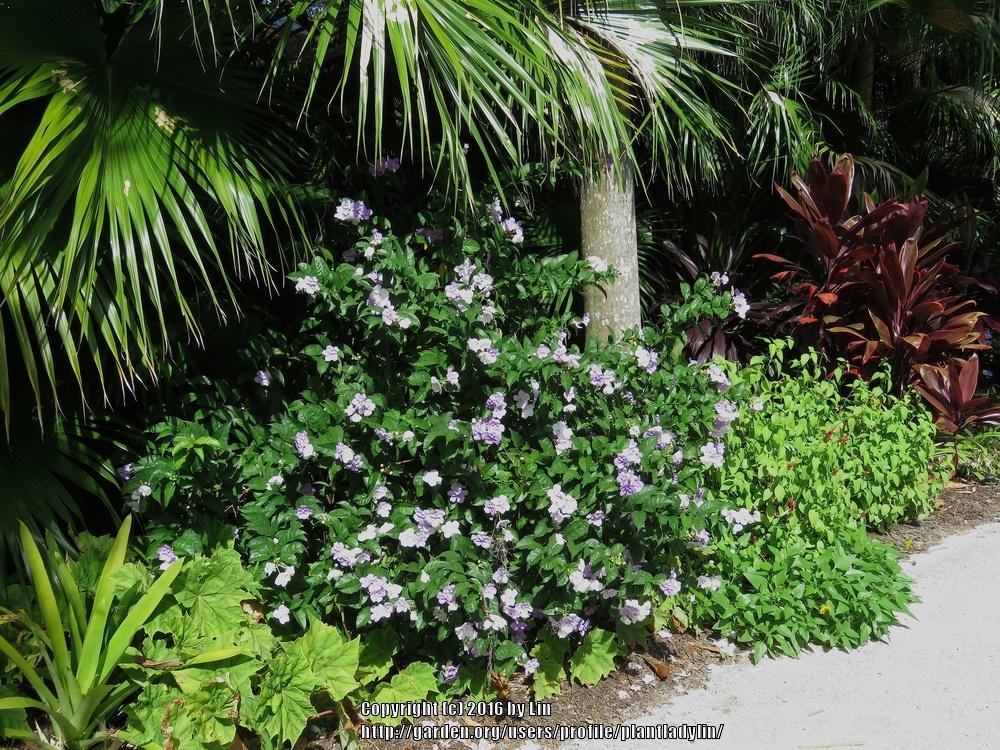 Photo of Yesterday, Today and Tomorrow (Brunfelsia pauciflora) uploaded by plantladylin