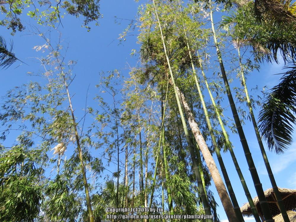 Photo of Bamboo (Bambusa) uploaded by plantladylin