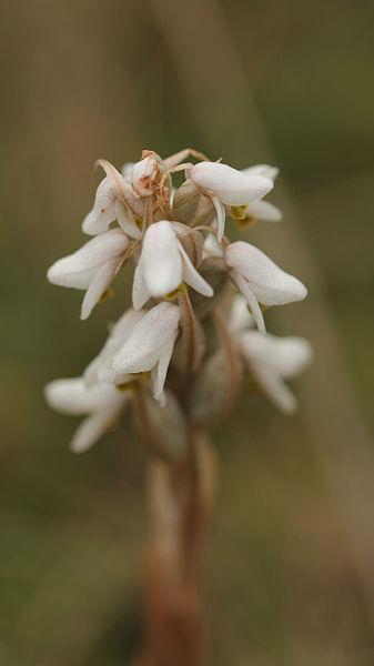 Photo of Soldier Orchid (Zeuxine strateumatica) uploaded by robertduval14