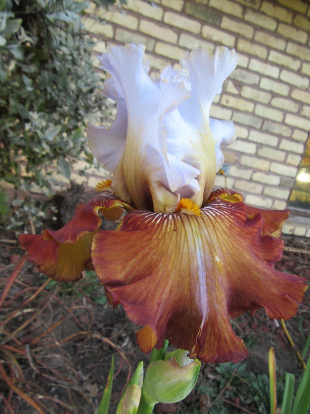 Photo of Tall Bearded Iris (Iris 'Milk in My Coffee') uploaded by tveguy3