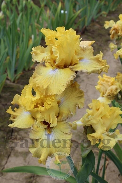 Photo of Tall Bearded Iris (Iris 'Frilled to Bits') uploaded by HighdesertNiki