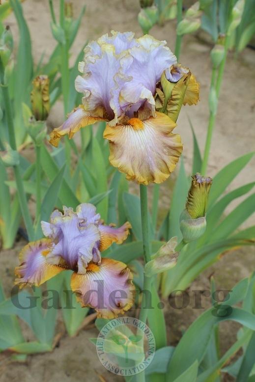 Photo of Tall Bearded Iris (Iris 'Gilt by Association') uploaded by HighdesertNiki