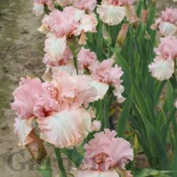 Location: Mid-America Gardens, Salem, Oregon
Date: 2016-05-05
tall for a pink, great performance blooming at the garden