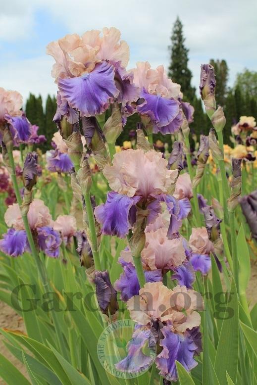 Photo of Tall Bearded Iris (Iris 'Florentine Silk') uploaded by HighdesertNiki