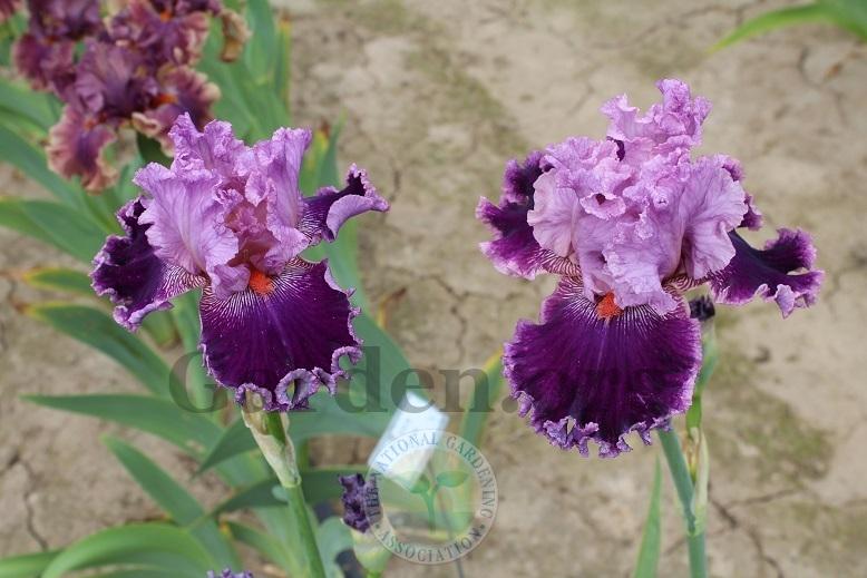 Photo of Tall Bearded Iris (Iris 'Flutterina') uploaded by HighdesertNiki