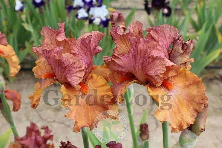 Photo of Tall Bearded Iris (Iris 'Flame Amber') uploaded by HighdesertNiki