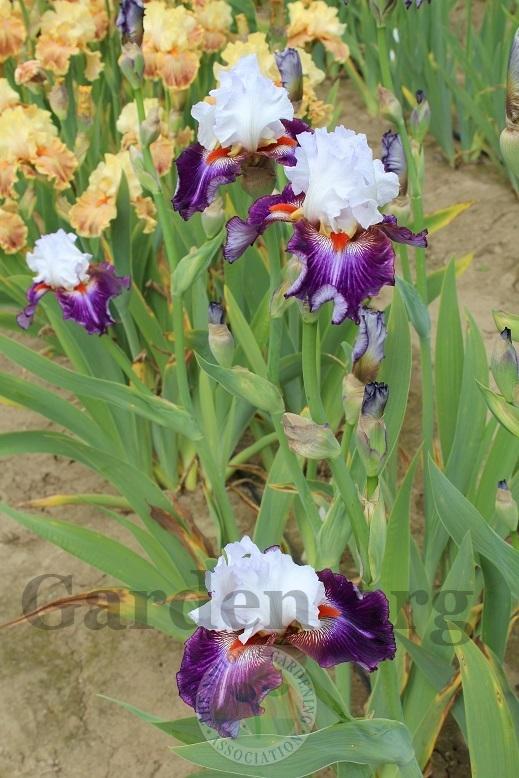 Photo of Tall Bearded Iris (Iris 'Giorgio') uploaded by HighdesertNiki