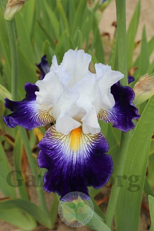 Photo of Tall Bearded Iris (Iris 'Flash of Light') uploaded by HighdesertNiki