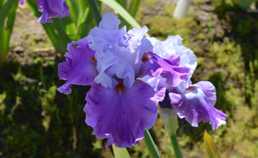 Photo of Tall Bearded Iris (Iris 'Lady of Leisure') uploaded by KentPfeiffer