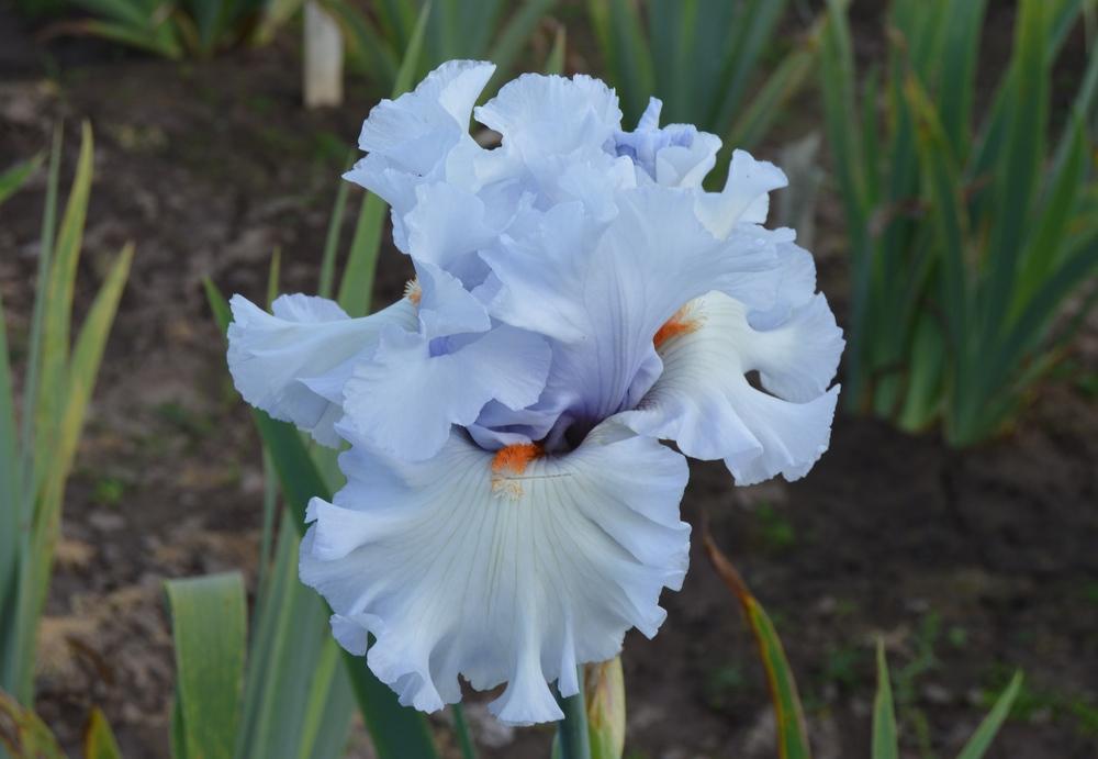 Photo of Tall Bearded Iris (Iris 'Just Past Dawn') uploaded by KentPfeiffer