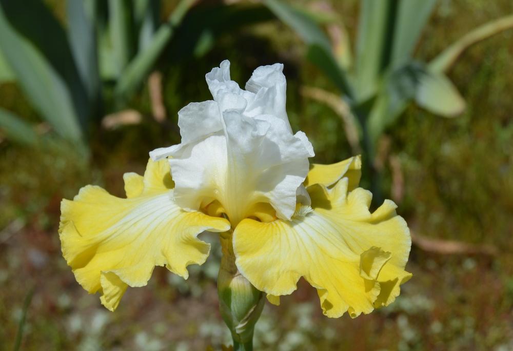 Photo of Tall Bearded Iris (Iris 'Joviality') uploaded by KentPfeiffer