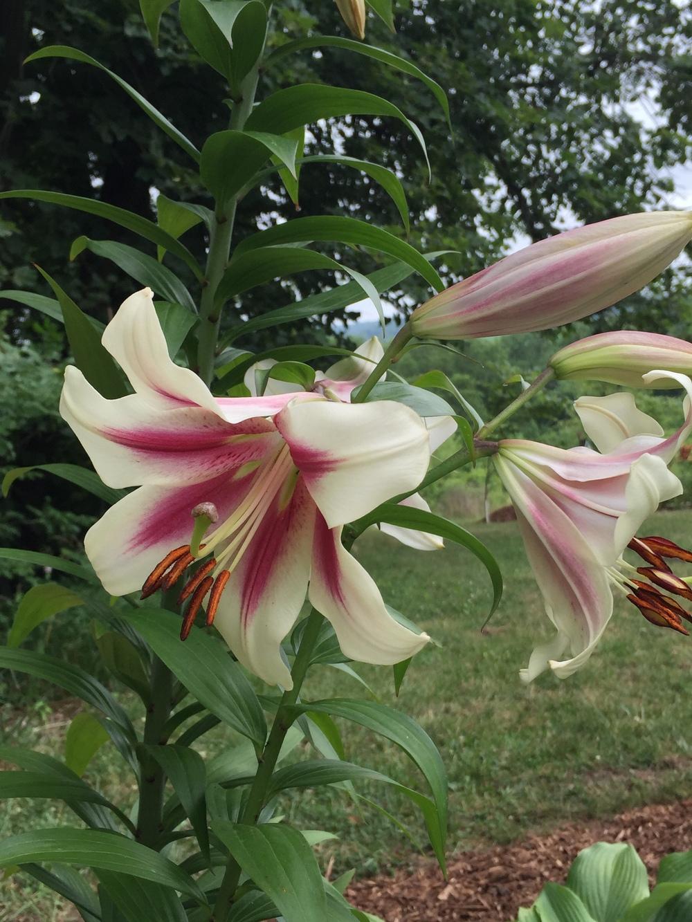 Photo of Lily (Lilium 'Garden Pleasure') uploaded by Legalily