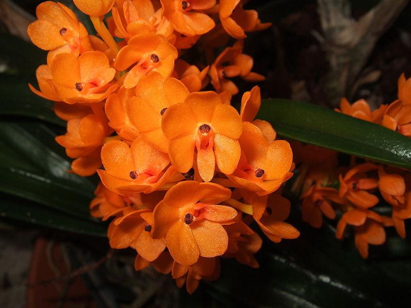 Photo of Orchid (Vanda garayi) uploaded by robertduval14