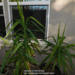 Location: In our garden - San Joaquin County, CA
Date: 2016-11-08 - Fall Season
Our Yucca in a container