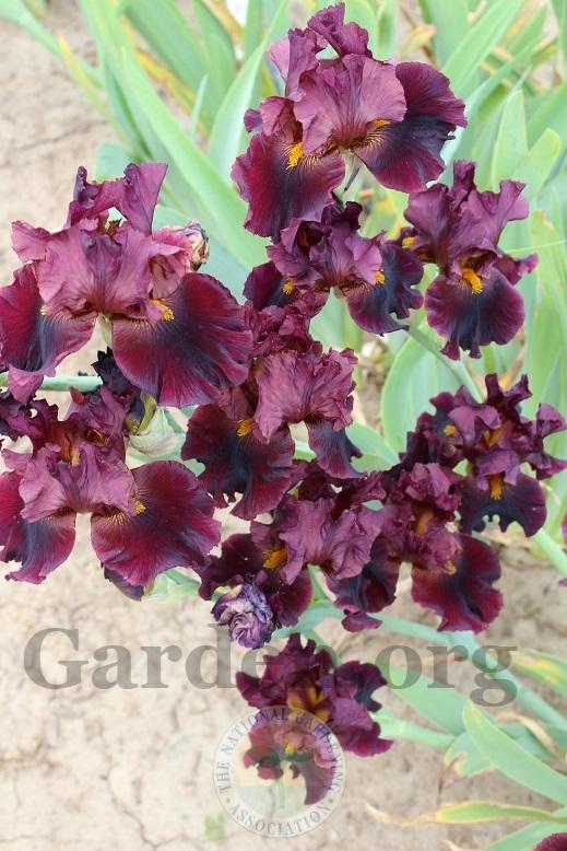 Photo of Tall Bearded Iris (Iris 'Hearty Burgundy') uploaded by HighdesertNiki