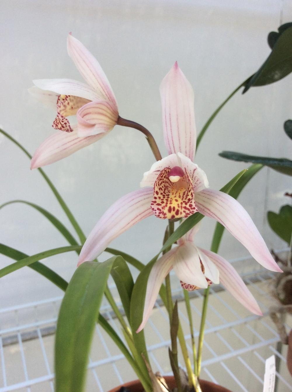 Photo of Orchid (Cymbidium Amazing 'Marlow Orchids') uploaded by Ursula